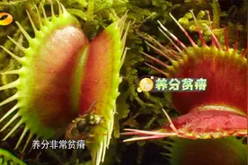 人碰到含羞草叶片就迅速收拢，这究竟是什么原理呢？|新闻大求真视频封面