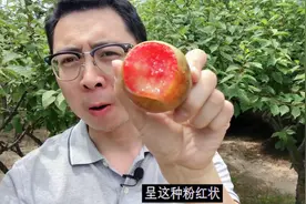 国产恐龙蛋大李子，果肉爽口多汁，甜度高，新品种，有市场！