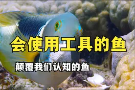 鱼是原始低等动物？这些鱼远比我们想象的聪明，绝对的高智商视频封面