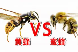 黄蜂大战小蜜蜂，为了迷惑蜜蜂黄蜂竟然假装采蜜。视频封面