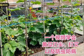 楼顶种菜：一个视频分享黄瓜打尖打叉、以及防虫防病经验视频封面