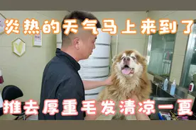 阿拉斯加犬夏天不好过啊，毛发太密太厚，推短清凉一夏