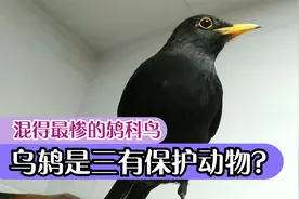 混得最惨的鸫科鸟，连麻雀都不如，乌鸫目前不是国家三有保护动物