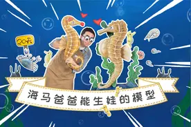 是鱼不是马，雄性也能生娃娃？海马爸爸“喷射式”生娃咋做到的？视频封面