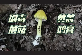大连市山上发现剧毒的黄盖鹅膏，采野蘑菇需小心