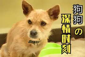 面对死去的同伴，狗狗深情的守护不愿离开，动物之间也有深厚感情视频封面
