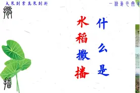 什么是水稻撒播？视频封面