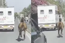 因生病妹妹被接走，印度一匹马追救护车跑了8公里，结局令人暖心视频封面