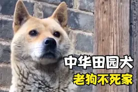 老狗不死家，狗狗临死前为什么会离家出走？视频封面