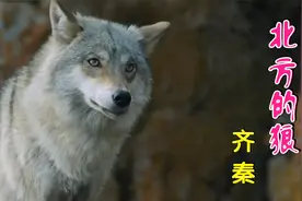 齐秦经典老歌《北方的狼》歌声大气空灵，气势滂湃，满满的回忆！