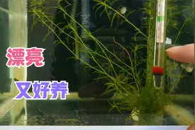 这小竹节比金鱼草还好养，我这样种一个月都可以长30厘米长，厉害视频封面