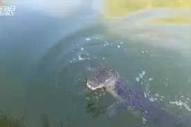 4.5米长巨鳄“瞬间跳到船上” 澳洲夫妇拍视频吓坏 濒死画面曝光视频封面