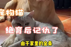 猫咪绝育后竟然记仇了该怎么办？