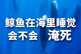 鲸鱼在海里怎么睡觉？会不会淹死呢？