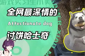 一只哈士奇竟靠深情打动全网？每天风雨无阻讨烧饼！店主：巨搞笑视频封面