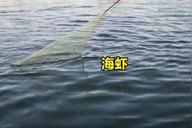 农村小伙徒骇河打鱼，打到不少大海虾太稀罕了，一指半网眼跑不了视频封面