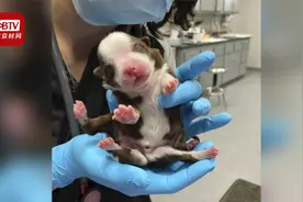 奇迹小狗！美国一小狗天生六条腿和两条尾巴