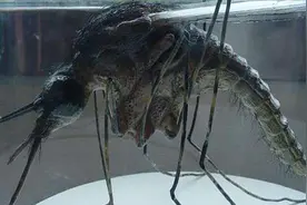 地球上最大的蚊子，身长接近半米，它是怎么来的