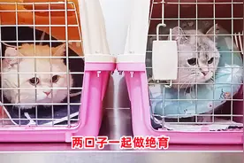 漂亮猫夫妻只生过一胎就同时做绝育，好基因可惜了，好胃口没停过视频封面