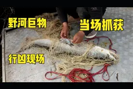 野河巨物泛滥，大鳡鱼行凶被当场抓获，鲫鱼被活吞了一半视频封面