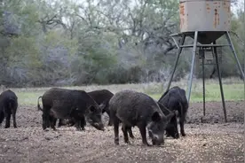 弓箭狩猎野猪合集  一箭过去 野猪倒地痛苦哀嚎视频封面