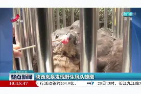 陕西岚皋发现野生凤头蜂鹰视频封面