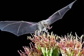 蝙蝠入宅是不是有什么预兆？视频封面