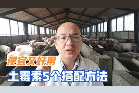 便宜效果好的土霉素，5个成熟搭配方法，能解决养猪大问题视频封面