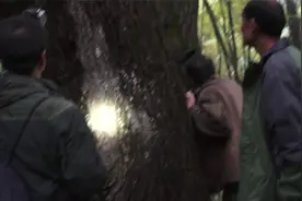 大巴山神农架，寻找华南虎现场资料，存镇坪00087