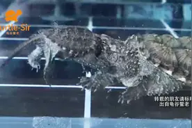 鳄龟混养玩的是心跳，高能乌龟合集「龟谷鳖老」视频封面