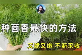 最快最好的种茴香方法, 不停采收, 香气扑鼻, 无虫害脆嫩