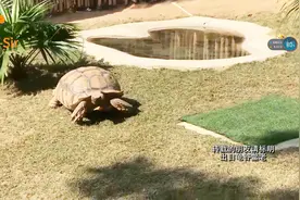 好大一个苏卡达陆龟吃叶子，这龟好养「龟谷鳖老」