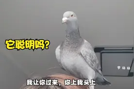 鸽子真的能听懂人话吗？今天来试下我养的鸽子，看看它们聪明吗？