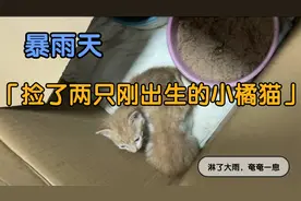 暴雨天救助了流浪的两只刚出生的小橘猫，2个月后，已经活蹦乱跳视频封面