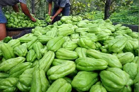 佛手瓜的一生｜现代农业种植和收获合手瓜