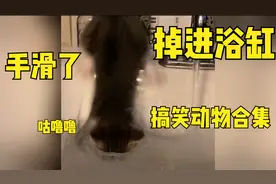 喵咪看主人洗澡，结果不小心滑进浴缸，吓得连忙往外蹦，笑死人了视频封面