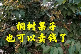 桐树的果子也可以卖钱了，挺贵的真的假的，究竟有什么用处呢？