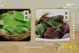 莫要小瞧紫苏叶！宣肺、和胃又能利尿，强大功效能入药|健康之路