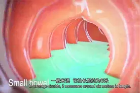 3D医学动画——食物消化全过程