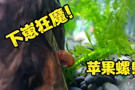 苹果螺的繁殖能力简直太惊人！半个月鱼缸里全是苹果螺，直接爆缸视频封面