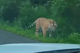 “我终于碰到老虎了”男子驾车偶遇野生东北虎，激动到语无伦次视频封面