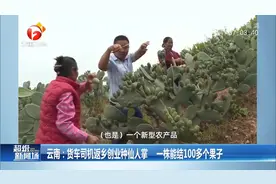 云南一货车司机返乡创业种仙人掌，一株能结100多个果子！视频封面