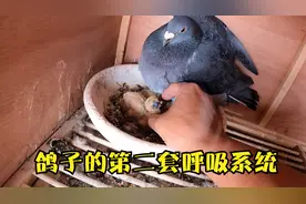 你知道鸽子有两套呼吸系统吗？分清气囊炎和嗉囊胀气，治疗很简单