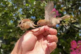 鸟对人类多信任，才会有这么和谐的画面