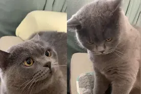 江苏一猫咪被主人打头秒变脸，生气的瞪主人，网友：像极了我女友