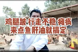 鸡腿跛 行走不稳瘫痪来点鱼肝油就搞定