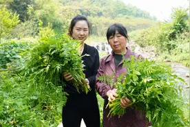 农村河边的野芹菜，农家做法不放任何佐料，比山珍海味还好吃视频封面