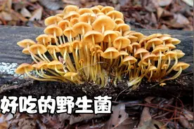 云南深山采野生木耳和野生香菇，回家做个木耳香菇盖饭吧