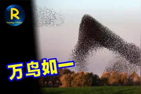 群鸟避险，万鸟如一不用心灵感应，只要跟随7只伙伴共进退