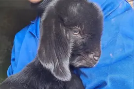 出生10天小羊羔这么一点点大，太可爱了我要抱回去当宠物